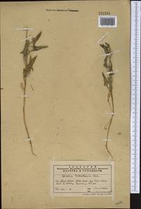 Spinacia oleracea subsp. turkestanica (Iljin) Del Guacchio & P. Caputo, Средняя Азия и Казахстан, Западный Тянь-Шань и Каратау (M3) (Казахстан)