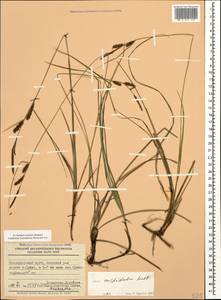 Carex flacca subsp. erythrostachys (Hoppe) Holub, Кавказ, Черноморское побережье (от Новороссийска до Адлера) (K3) (Россия)