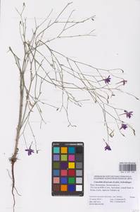 Delphinium consolida subsp. divaricatum (Ledeb.) A.Nyár., Восточная Европа, Нижневолжский район (E9) (Россия)