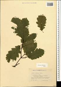 Quercus petraea subsp. polycarpa (Schur) Soó, Кавказ, Черноморское побережье (от Новороссийска до Адлера) (K3) (Россия)