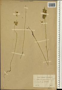 Delphinium peregrinum L., Зарубежная Азия (ASIA) (Турция)