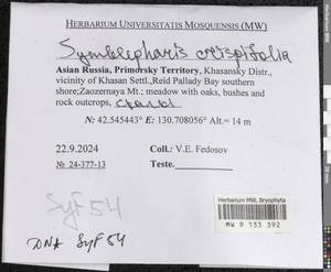Symblepharis crispifolia (Mitt.) Fedosov, M. Stech & Ignatov, Гербарий мохообразных, Мхи - Дальний Восток (без Чукотки и Камчатки) (B20) (Россия)