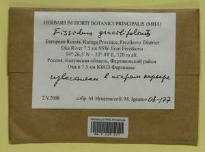 Fissidens gracilifolius Brugg.-Nann. & Nyholm, Гербарий мохообразных, Мхи - Центральное Нечерноземье (B6) (Россия)