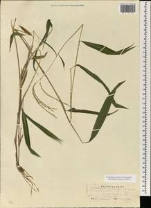 Microstegium fasciculatum (L.) Henrard, Зарубежная Азия (ASIA) (КНР)