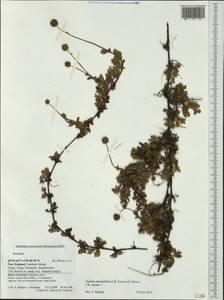 Acaena anserinifolia (J.F.& G. Forst.) Druce, Австралия и Океания (AUSTR) (Новая Зеландия)