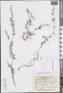 Подмаренник саурский Litv., Средняя Азия и Казахстан, Памир и Памиро-Алай (M2) (Киргизия)