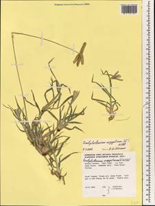 Дактилоктениум египетский (L.) Willd., Зарубежная Азия (ASIA) (Таиланд)