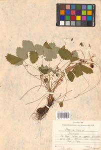 Земляника лесная L., Восточная Европа, Восточный район (E10) (Россия)