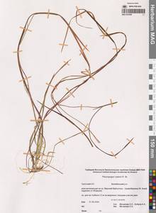 Бокоостник Сабина, Плевропогон Сабина R.Br., Сибирь, Чукотка и Камчатка (S7) (Россия)