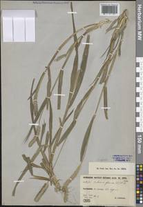 Щетинник сизый, Щетинник малый (Poir.) Roem. & Schult., Средняя Азия и Казахстан, Каракумы (M6) (Туркмения)