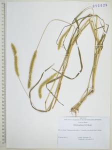 Щетинник сизый, Щетинник малый (Poir.) Roem. & Schult., Сибирь, Дальний Восток (S6) (Россия)