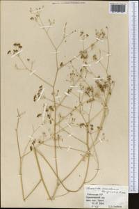 Элеостикта зеравшанская Kljuykov & Pimenov, Средняя Азия и Казахстан, Памир и Памиро-Алай (M2) (Узбекистан)