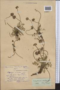 Окаймленноплодник белоокаймленный (Schrenk) Pimenov & Lavrova, Средняя Азия и Казахстан, Северный и Центральный Тянь-Шань (M4) (Киргизия)