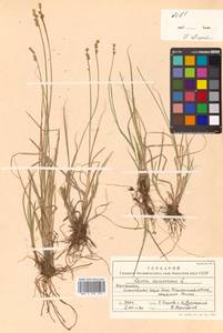 Осока седеющая, Осока сероватая, Сибирь, Чукотка и Камчатка (S7) (Россия)
