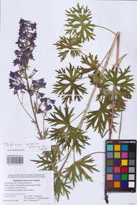 Живокость клиновидная Steven ex DC., Восточная Европа, Центральный район (E4) (Россия)