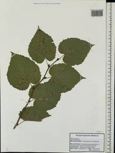 Tilia ×europaea L., Восточная Европа, Центральный лесостепной район (E6) (Россия)