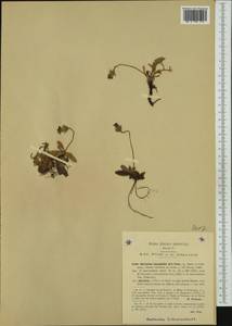 Pilosella leucopsilon subsp. leucopsilon, Западная Европа (EUR) (Италия)