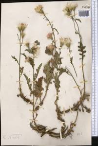 Соссюрея прелестная Schrenk, Средняя Азия и Казахстан, Джунгарский Алатау и Тарбагатай (M5) (Казахстан)