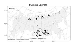 Stuckenia vaginata, Штукения влагалищная, Рдест влагалищный (Magnin) Holub, Атлас флоры России (FLORUS) (Россия)