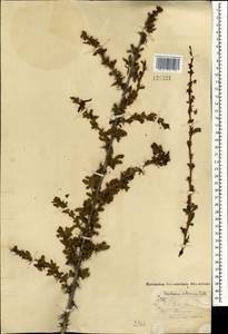 Барбарис сибирский Pall., Монголия (MONG) (Монголия)