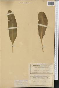 Niphidium crassifolium (L.) Lellinger, Ботанические сады и дендрарии (GARD) (Россия)