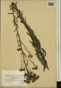 Hieracium sabaudum subsp. nemorivagum (Jord. ex Boreau) Zahn, Западная Европа (EUR) (Чехия)