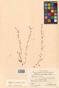 Stellaria alsine subsp. alsine, Сибирь, Дальний Восток (S6) (Россия)