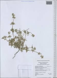 Pyankovia brachiata (Pall.) Akhani & Roalson, Средняя Азия и Казахстан, Северный и Центральный Тянь-Шань (M4) (Киргизия)
