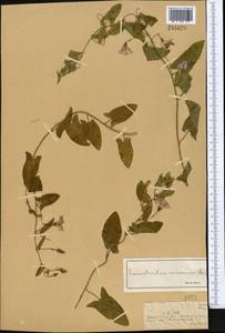 Вьюнок полевой L., Средняя Азия и Казахстан, Джунгарский Алатау и Тарбагатай (M5) (Казахстан)