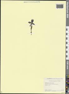 Горечавка понтийская (Soltok.) Hayek, Кавказ, Ставропольский край, Карачаево-Черкесия, Кабардино-Балкария (K1b) (Россия)