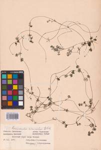 Водяной лютик завитой, Шелковник завитой Sibth., Восточная Европа, Западный район (E3) (Россия)