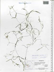 Рдест маленький L., Восточная Европа, Северо-Западный район (E2) (Россия)