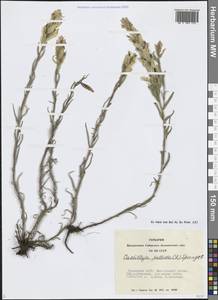 Кастиллея бледная (L.) Kunth, Сибирь, Алтай и Саяны (S2) (Россия)