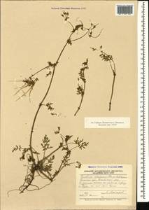 Erodium laciniatum (Cav.) Willd., Кавказ, Азербайджан (K6) (Азербайджан)