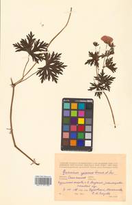 Герань йезская Franch. & Sav., Сибирь, Дальний Восток (S6) (Россия)