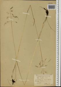 Poa pratensis subsp. turfosa (Litv.) Vorosch., Восточная Европа, Московская область и Москва (E4a) (Россия)