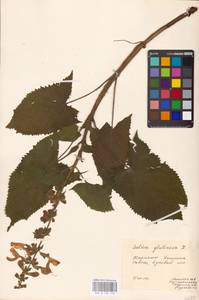 MHA 0 156 142, Шалфей железистый, Шалфей клейкий L., Восточная Европа, Западно-Украинский район (E13) (Украина)