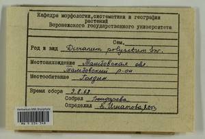 Dicranum polysetum Sw., Гербарий мохообразных, Мхи - Центральное Черноземье (B10) (Россия)