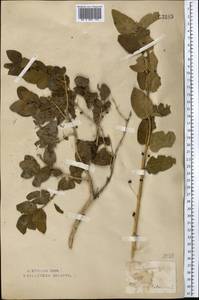 Жимолость татарская L., Средняя Азия и Казахстан, Северный и Центральный Казахстан (M10) (Казахстан)