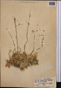 Rosularia radicosa (Boiss. & Hohen.) Eggli, Средняя Азия и Казахстан, Памир и Памиро-Алай (M2) (Киргизия)