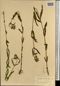 Чистец Ридера Cham., Монголия (MONG) (Монголия)