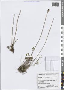 Oreomecon lapponica subsp. orientalis (Tolm.) Elvebakk & Bjerke, Сибирь, Центральная Сибирь (S3) (Россия)