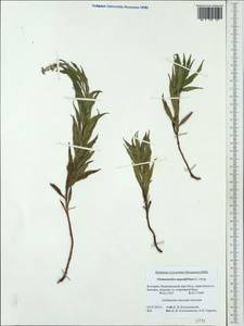 Chamaenerion angustifolium subsp. angustifolium, Западная Европа (EUR) (Болгария)