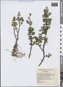 Ива филиколистная L., Сибирь, Западная Сибирь (S1) (Россия)