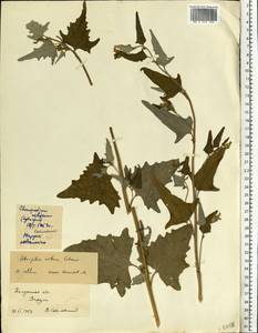 Лебеда стрелолистная, Лебеда лоснящаяся Borkh., Восточная Европа, Центральный район (E4) (Россия)