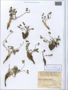 Семеновия разнозубчатая (Korovin) Manden., Средняя Азия и Казахстан, Памир и Памиро-Алай (M2) (Таджикистан)