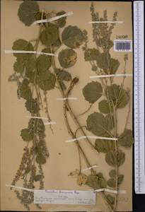 Cullen drupaceum (Bunge)C.H.Stirt., Средняя Азия и Казахстан, Сырдарьинские пустыни и Кызылкумы (M7) (Казахстан)