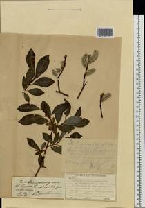 Salix ×laurina Sm., Восточная Европа, Московская область и Москва (E4a) (Россия)