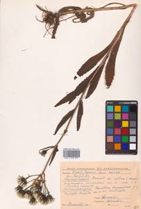 Picris japonica subsp. japonica, Сибирь, Чукотка и Камчатка (S7) (Россия)