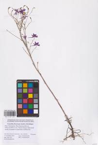 Delphinium consolida subsp. divaricatum (Ledeb.) A.Nyár., Восточная Европа, Нижневолжский район (E9) (Россия)